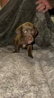 M1, a male German Shorthaired Pointer for sale in Stanley, NC – 2 of 4