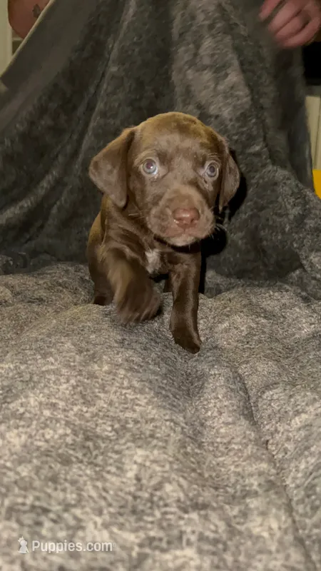 M1 – German Shorthaired Pointer puppy for sale in Stanley, NC