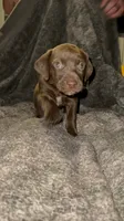 M1, a male German Shorthaired Pointer for sale in Stanley, NC – 1 of 4