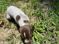 Girl 1 , a female German Shorthaired Pointer for sale in Stanley, NC – 2 of 5