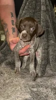 F6, a female German Shorthaired Pointer for sale in Stanley, NC – 3 of 7