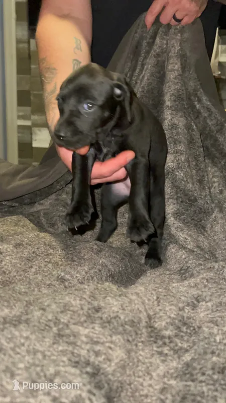 F2 – German Shorthaired Pointer puppy for sale in Stanley, NC