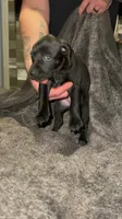 F2, a female German Shorthaired Pointer for sale in Stanley, NC – 1 of 7