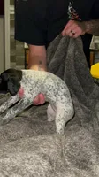 F1, a female German Shorthaired Pointer for sale in Stanley, NC – 5 of 6