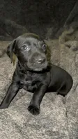 F2, a female German Shorthaired Pointer for sale in Stanley, NC – 2 of 7