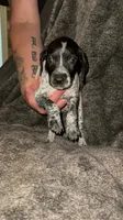 M 1, a male German Shorthaired Pointer for sale in Stanley, NC – 6 of 8