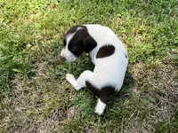 Boy 2, a male German Shorthaired Pointer for sale in Stanley, NC – 3 of 8