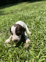 Girl 5, a female German Shorthaired Pointer for sale in Stanley, NC – 5 of 5
