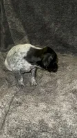 M 1, a male German Shorthaired Pointer for sale in Stanley, NC – 8 of 8