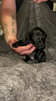 F4, a female German Shorthaired Pointer for sale in Stanley, NC – 6 of 6