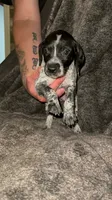 M 1, a male German Shorthaired Pointer for sale in Stanley, NC – 1 of 8