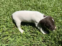 Girl4, a female German Shorthaired Pointer for sale in Stanley, NC – 3 of 4