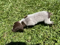 Girl 2 , a female German Shorthaired Pointer for sale in Stanley, NC – 2 of 4