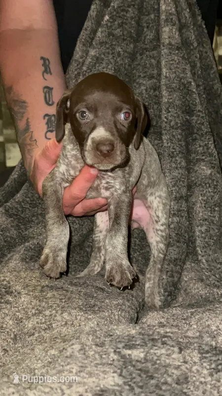 F6 – German Shorthaired Pointer puppy for sale in Stanley, NC