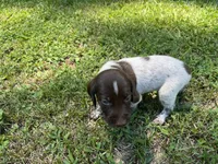 Boy 1, a male German Shorthaired Pointer for sale in Stanley, NC – 4 of 8