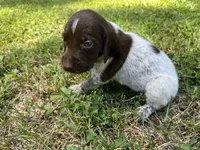 Boy 1, a male German Shorthaired Pointer for sale in Stanley, NC – 5 of 8