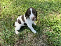Boy 3, a male German Shorthaired Pointer for sale in Stanley, NC – 3 of 9
