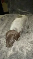 F3, a female German Shorthaired Pointer for sale in Stanley, NC – 2 of 4
