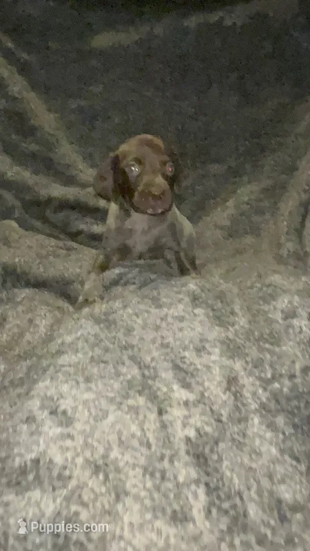 F3 – German Shorthaired Pointer puppy for sale in Stanley, NC