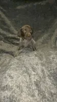 F3, a female German Shorthaired Pointer for sale in Stanley, NC – 1 of 4