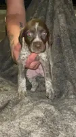 F5, a female German Shorthaired Pointer for sale in Stanley, NC – 2 of 5