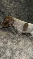 F6, a female German Shorthaired Pointer for sale in Stanley, NC – 7 of 7