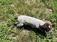Girl 2 , a female German Shorthaired Pointer for sale in Stanley, NC – 3 of 4
