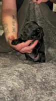 F4, a female German Shorthaired Pointer for sale in Stanley, NC – 3 of 6