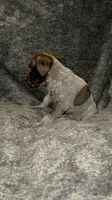 F6, a female German Shorthaired Pointer for sale in Stanley, NC – 4 of 7