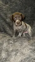 F6, a female German Shorthaired Pointer for sale in Stanley, NC – 6 of 7