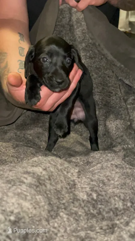 F4 – German Shorthaired Pointer puppy for sale in Stanley, NC