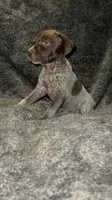 F6, a female German Shorthaired Pointer for sale in Stanley, NC – 5 of 7