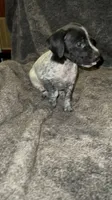 M 1, a male German Shorthaired Pointer for sale in Stanley, NC – 5 of 8