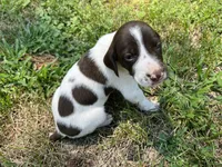 Boy 3, a male German Shorthaired Pointer for sale in Stanley, NC – 2 of 9