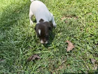 Girl4, a female German Shorthaired Pointer for sale in Stanley, NC – 2 of 4