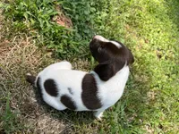 Boy 3, a male German Shorthaired Pointer for sale in Stanley, NC – 4 of 9