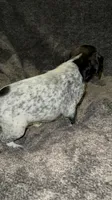 M 1, a male German Shorthaired Pointer for sale in Stanley, NC – 3 of 8