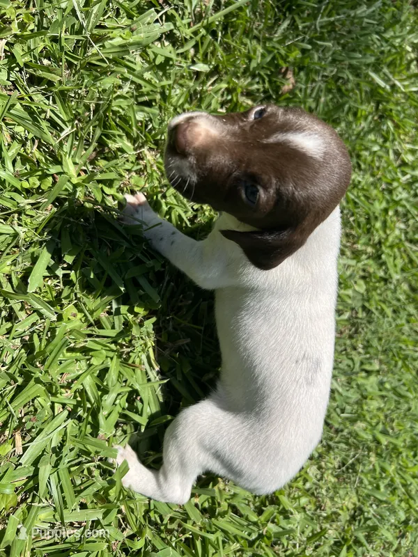 Girl4 – German Shorthaired Pointer puppy for sale in Stanley, NC