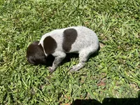 Girl 3, a female German Shorthaired Pointer for sale in Stanley, NC – 3 of 4