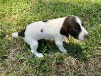 Boy 2, a male German Shorthaired Pointer for sale in Stanley, NC – 7 of 8