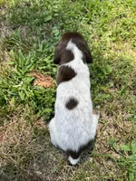 Boy 1, a male German Shorthaired Pointer for sale in Stanley, NC – 8 of 8