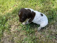 Boy 1, a male German Shorthaired Pointer for sale in Stanley, NC – 2 of 8