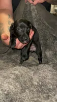 F4, a female German Shorthaired Pointer for sale in Stanley, NC – 5 of 6