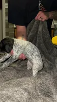 F1, a female German Shorthaired Pointer for sale in Stanley, NC – 2 of 6