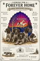 Boy 3, a male German Shorthaired Pointer for sale in Stanley, NC – 5 of 9