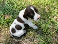 Boy 3, a male German Shorthaired Pointer for sale in Stanley, NC – 8 of 9