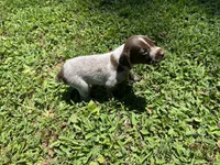 Girl 1 , a female German Shorthaired Pointer for sale in Stanley, NC – 4 of 5