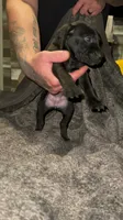 F2, a female German Shorthaired Pointer for sale in Stanley, NC – 5 of 7