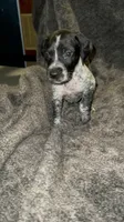 M 1, a male German Shorthaired Pointer for sale in Stanley, NC – 7 of 8