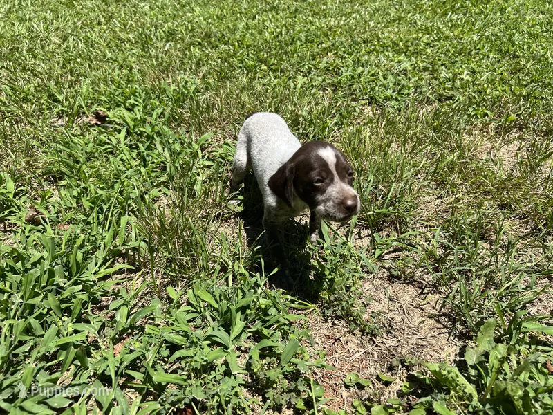 Girl 2  – German Shorthaired Pointer puppy for sale in Stanley, NC